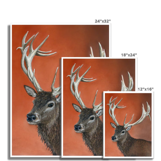"Red deer stag" : an open edition print