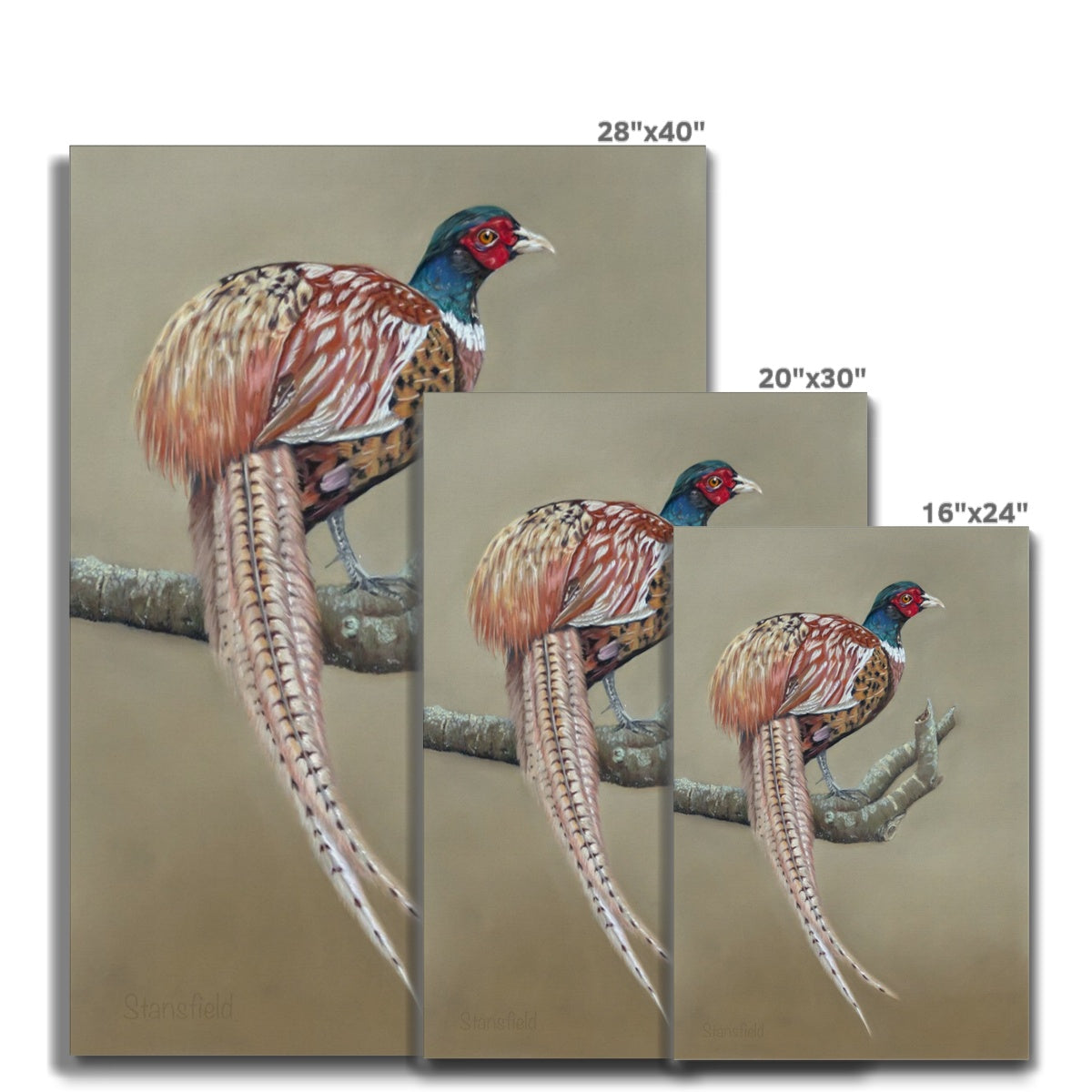 Male pheasant: a stretched canvas print of this gorgeously colourful bird