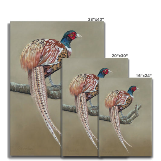 Male pheasant: a stretched canvas print of this gorgeously colourful bird