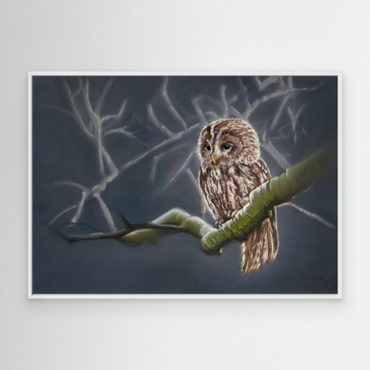 Moonlit tawny owl (e)