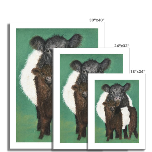 Belted Galloway cow and calf: a rolled canvas of the traditional cattle of Galloway, south-west Scotland
