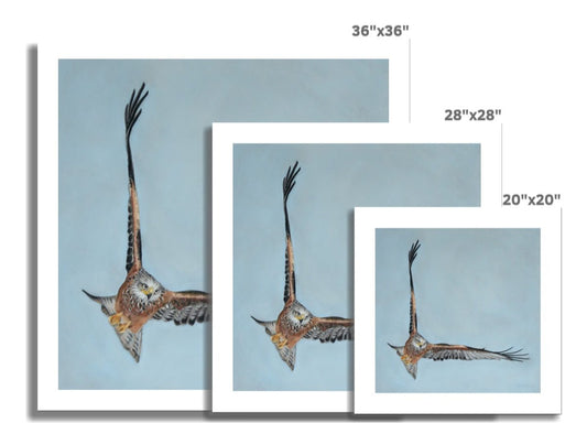 Red kite: A rolled canvas Print of a high flying raptor