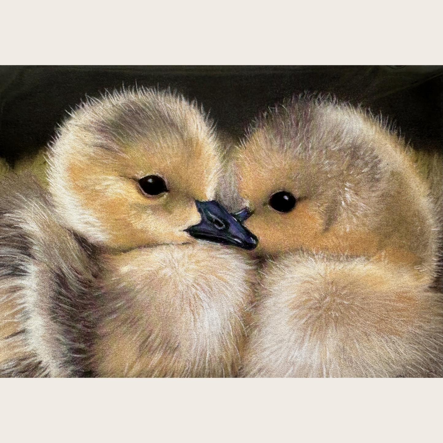 Goslings: Greetings card