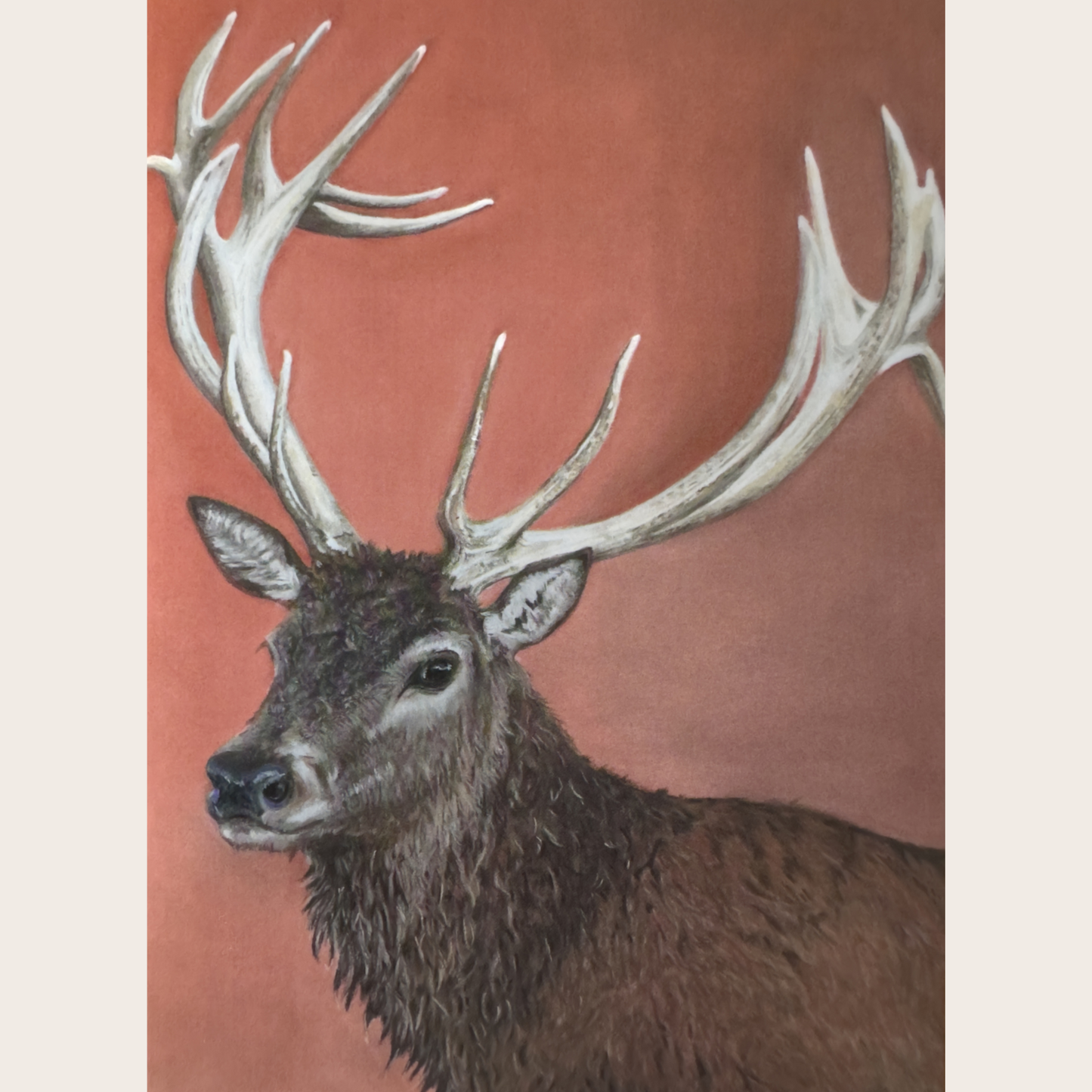 Red deer stag: Greetings card