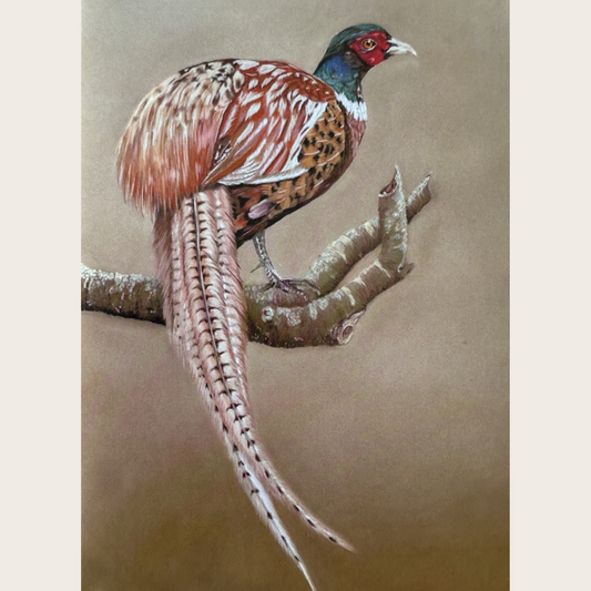 Male pheasant: a stretched canvas print of this gorgeously colourful bird