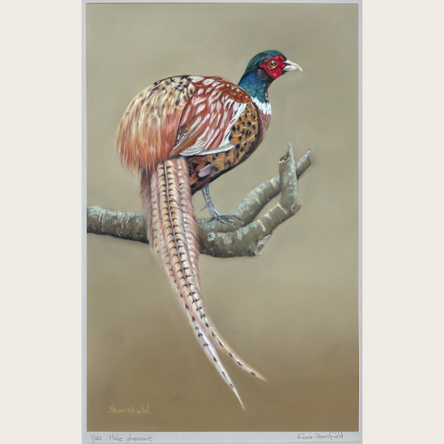 Limited edition print of a male pheasant sitting on a branch. His full long tail and bright colours are shown. Artist is Fiona Stansfield.