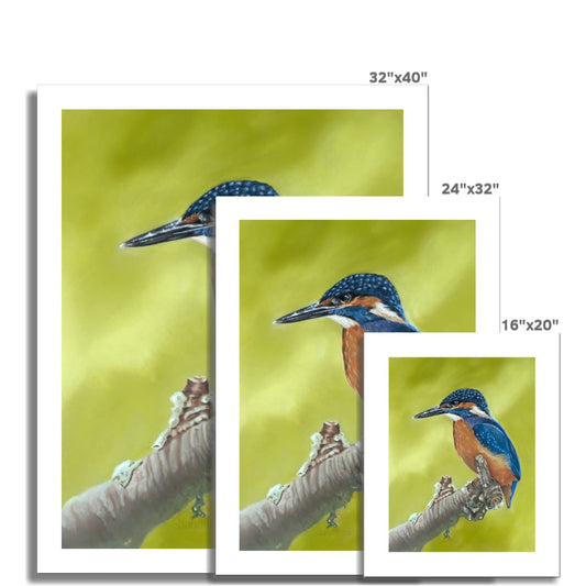 Kingfisher: A rolled canvas print of a colourful British bird