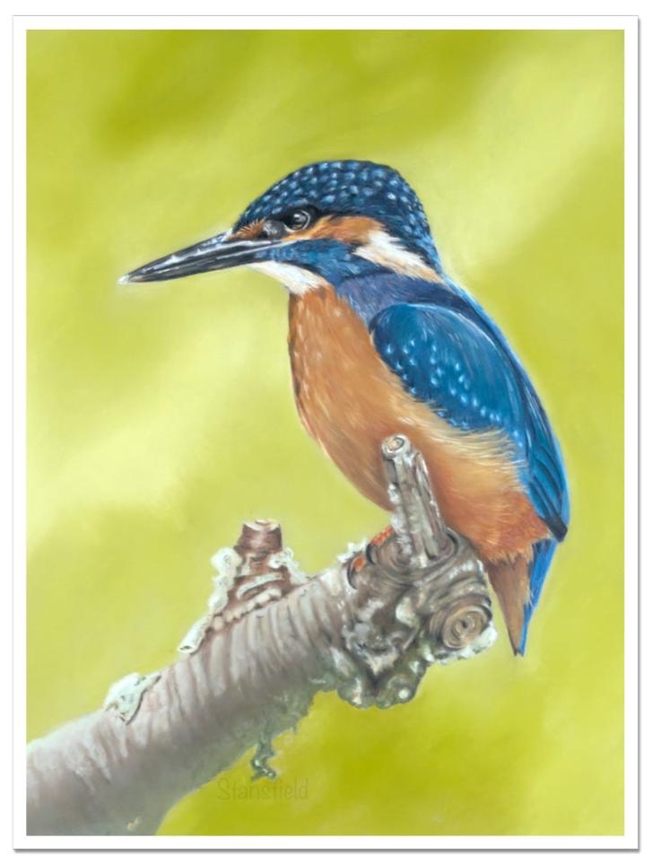 An open edition print of a brightly colourful British bird sitting on a branch, based on the original pastel painting by Fiona Stansfield Fine Art.