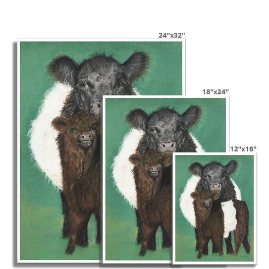 "Belted Galloway cow and calf" : an open edition print