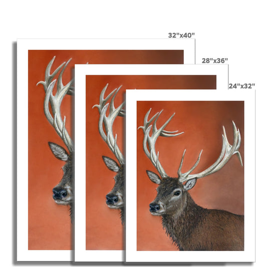 Red deer stag: a rolled canvas print of a majestic red stag deer