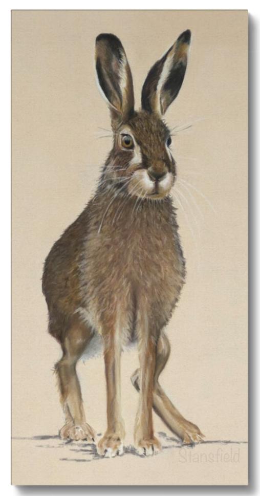 Stretched canvas print of a European hare, also known as the brown hare. Based on the original pastel painting by Fiona Stansfield Fine Art.