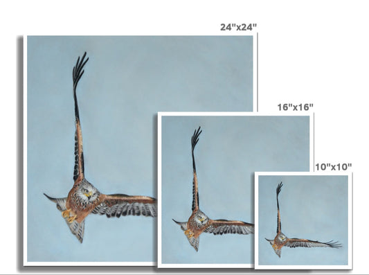 "Red kite" : an open edition print
