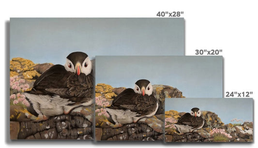 Puffin on the rocks: A stretched canvas print of a resting puffin