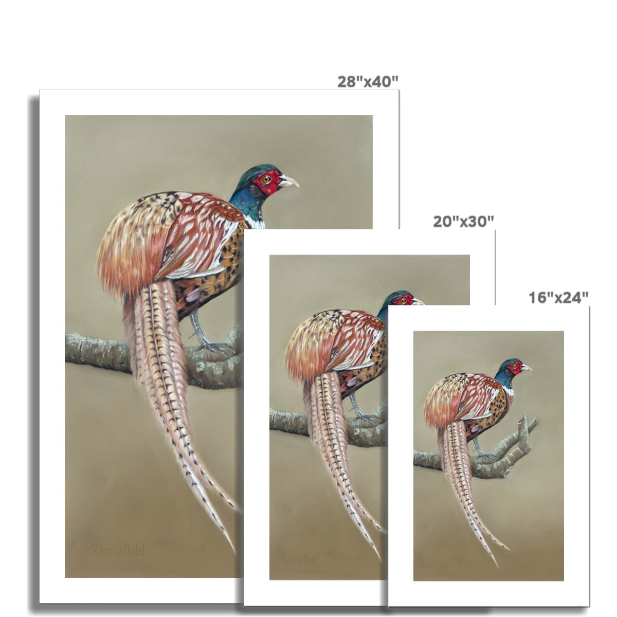 Male pheasant: a rolled canvas print of this gorgeously colourful bird