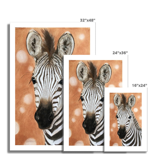 Zebra foal: a rolled canvas print of a curious equid