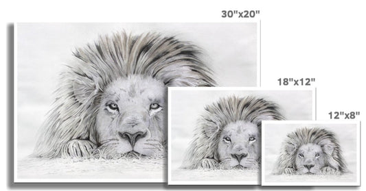 "Lion - I see you" : an open edition print