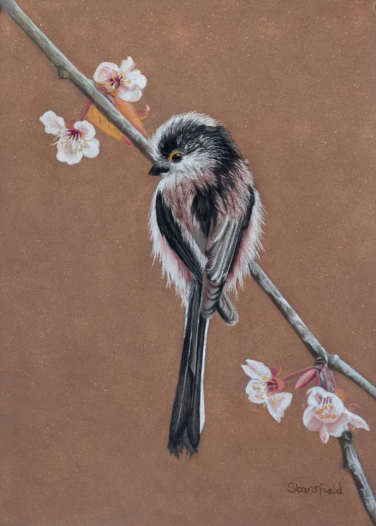 Long tailed tit - blossom: an original pastel painting