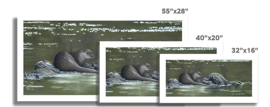 Bright water: a rolled canvas of an otter on the west coast of Scotland