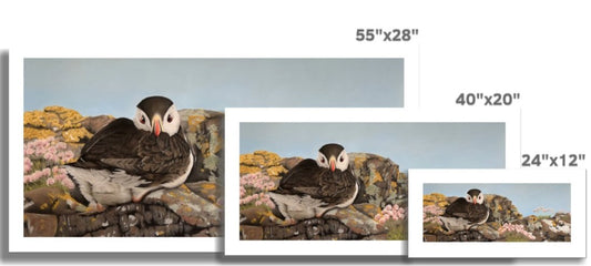Puffin on the rocks: A rolled canvas print of a resting puffin