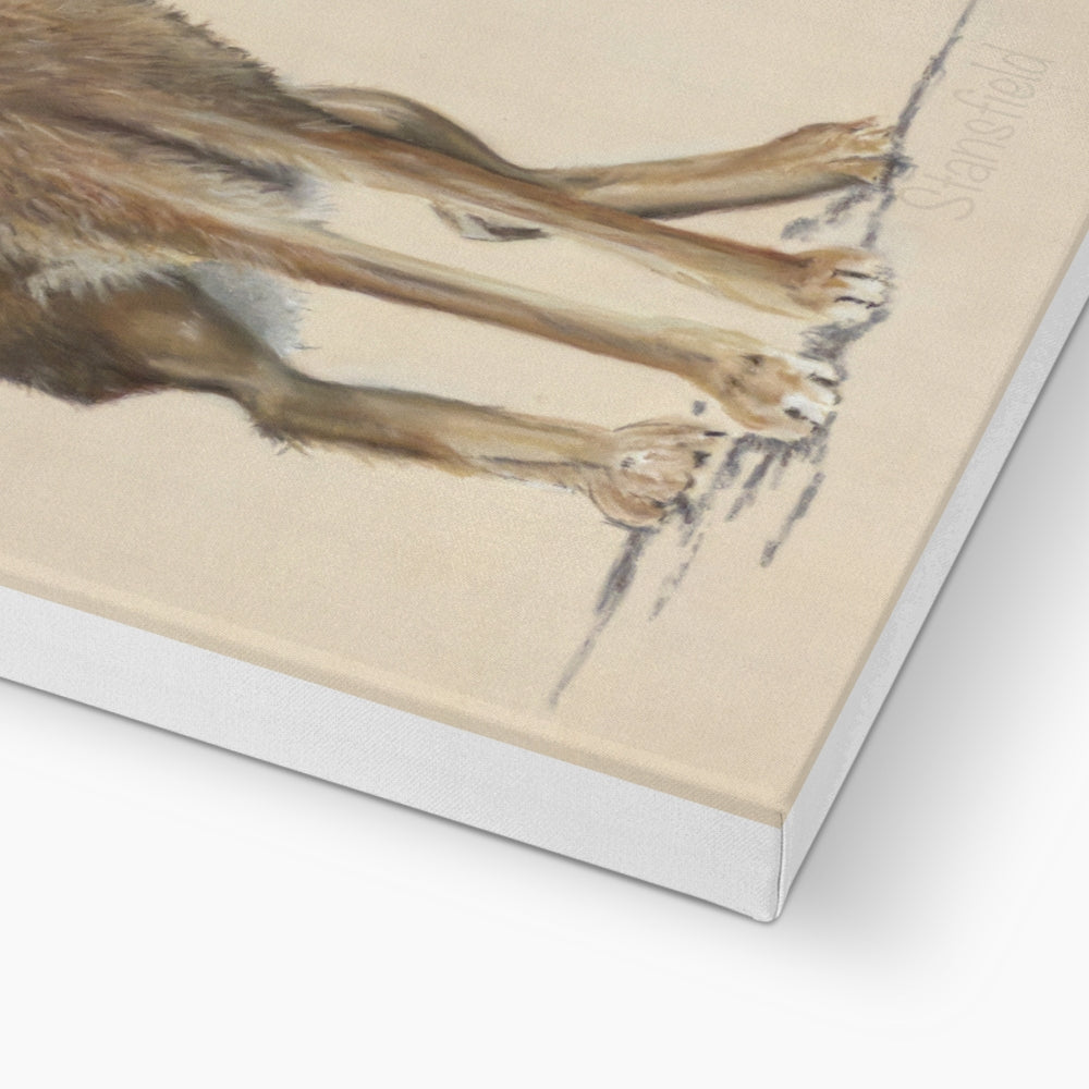 March hare: a stretched canvas of a European or brown hare