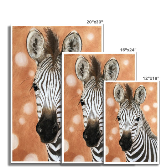 "Zebra foal" : an open edition print