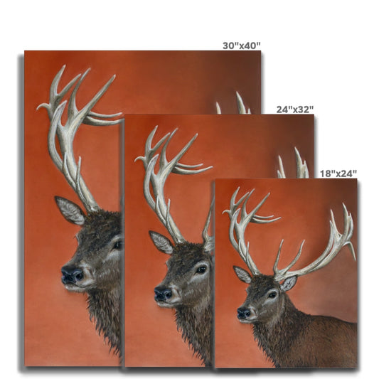 Red deer stag: a stretched canvas print of a majestic red stag deer
