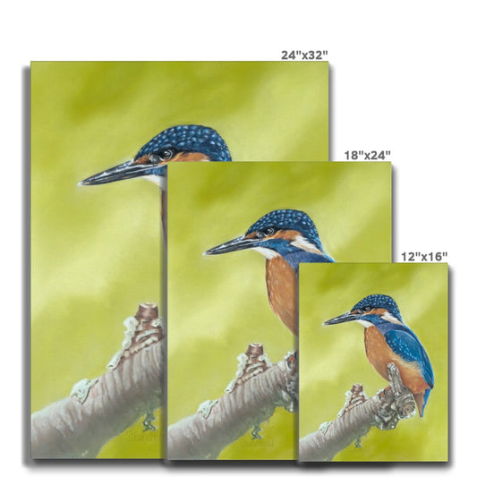 Kingfisher: A stretched canvas print of a colourful British bird