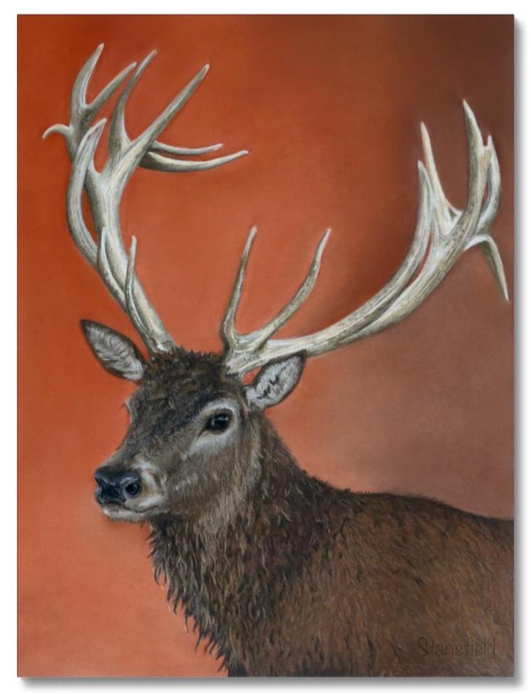 A stretched canvas print of a majestic red deer stag, based on an original pastel painting by Fiona Stansfield Fine Art.