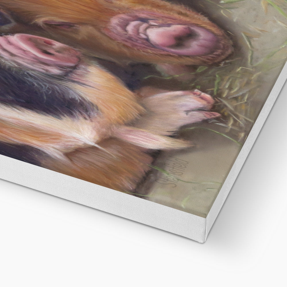 Four little piggies: A stretched canvas print of four cute piglets
