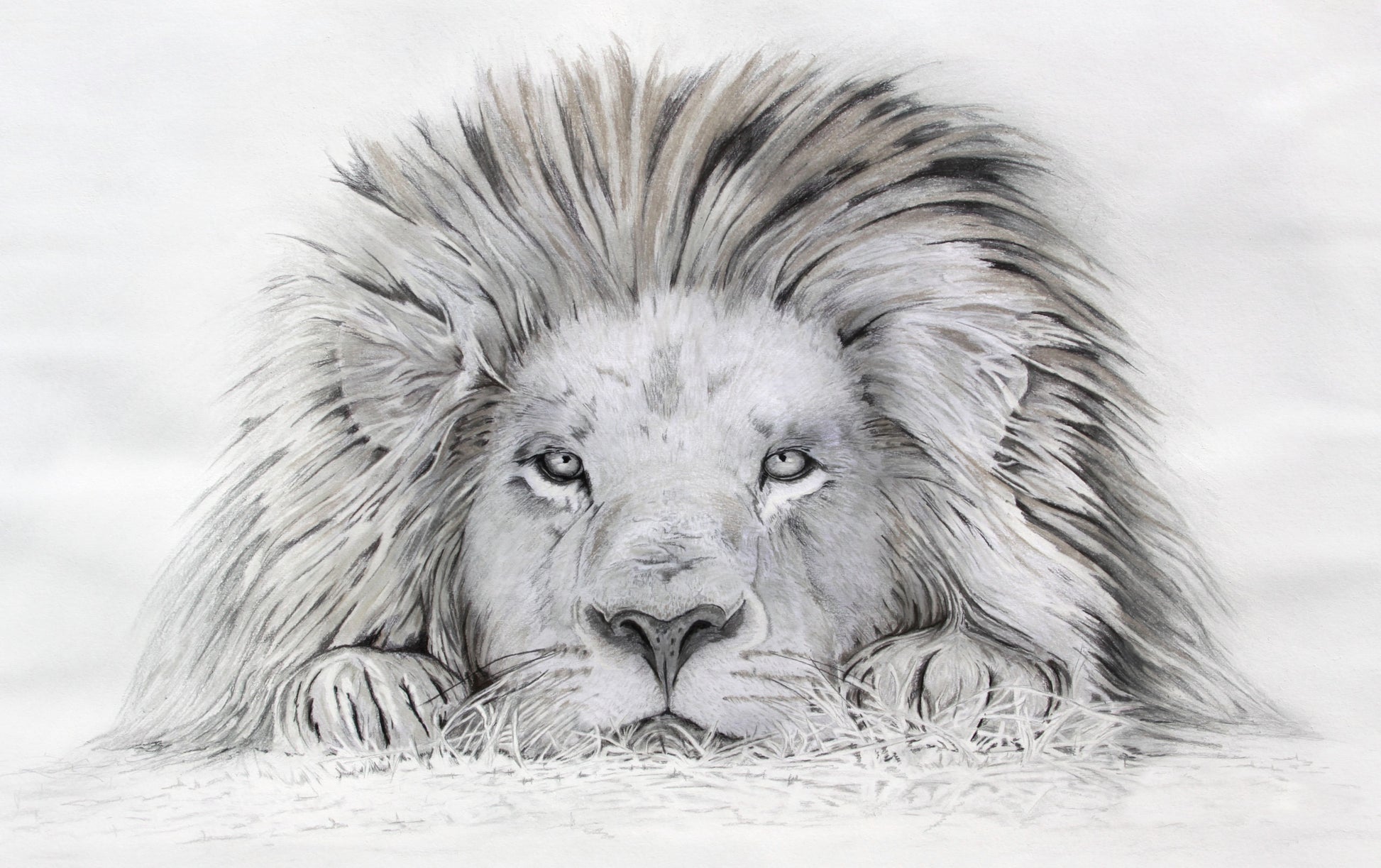 An open edition print of a pastel lazy lion painting. The lion is lying down and looking at you. Based on the original pastel painting by Fiona Stansfield Fine Art.
