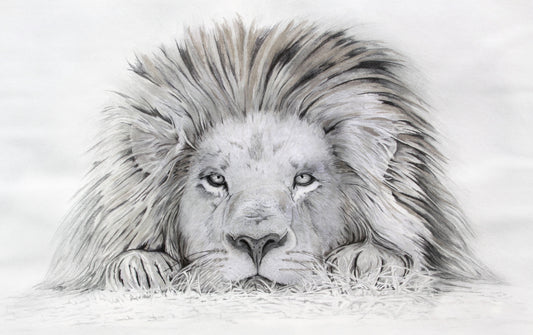 An open edition print of a pastel lazy lion painting. The lion is lying down and looking at you. Based on the original pastel painting by Fiona Stansfield Fine Art.