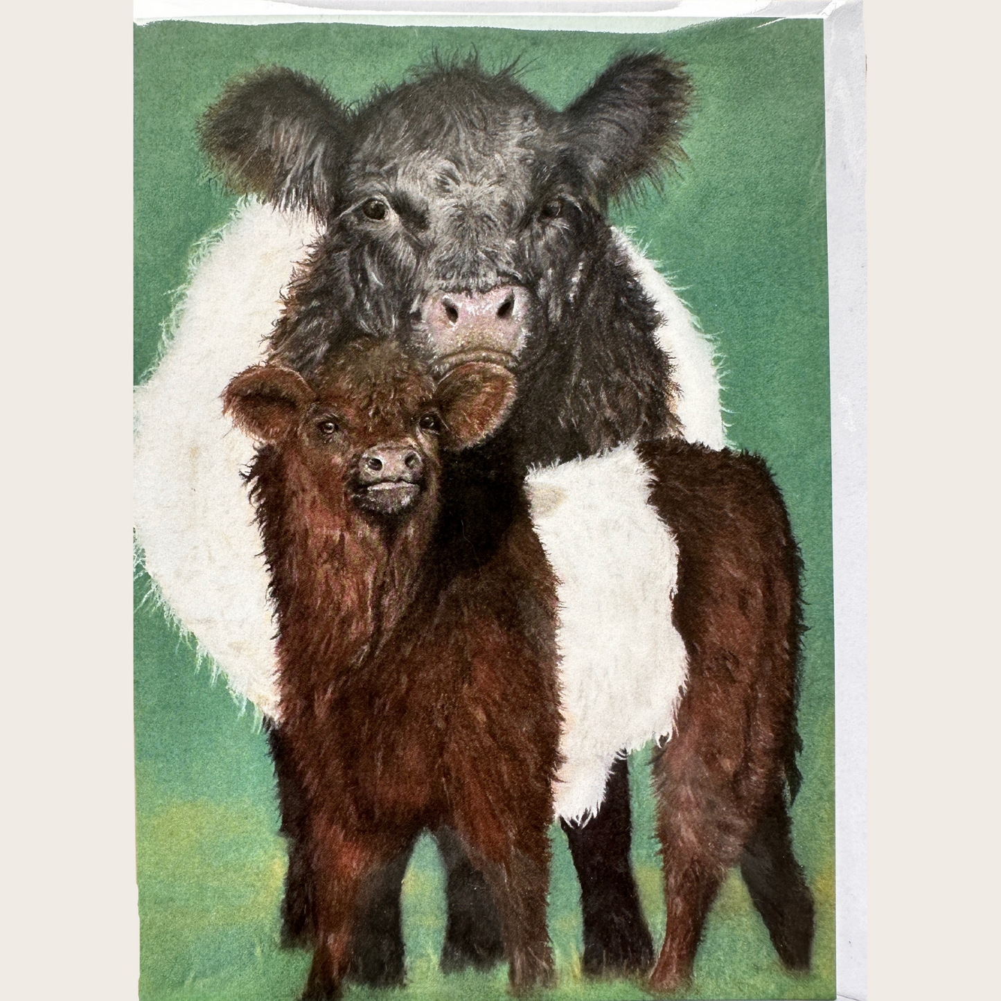 Belted Galloway Cow and Calf: Greetings card
