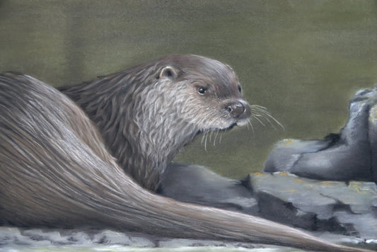Detail of a framed original pastel otter painting from the west coast of Scotland. By artist Fiona Stansfield