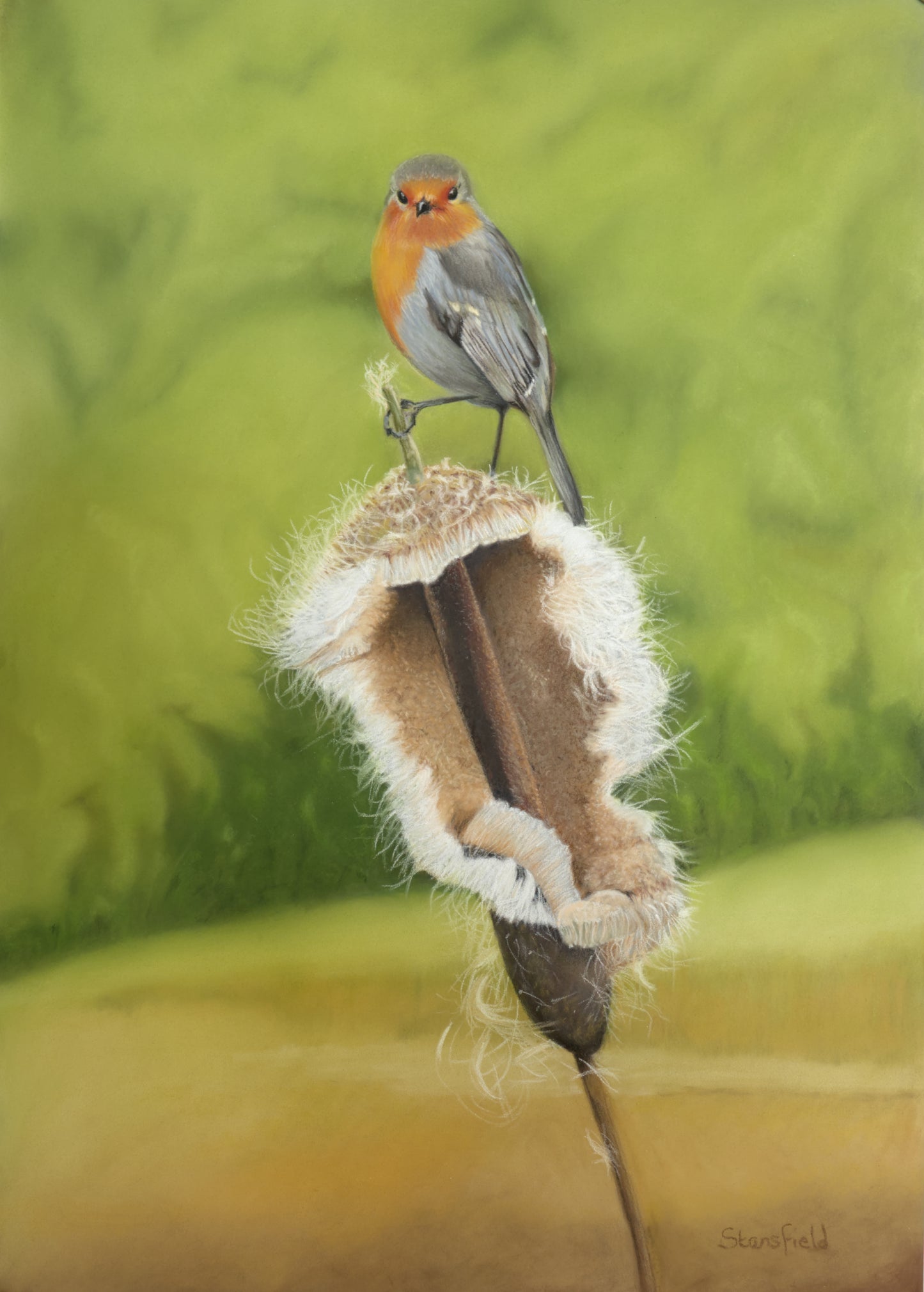 Robin perched on a bulrush with a blurred green background
