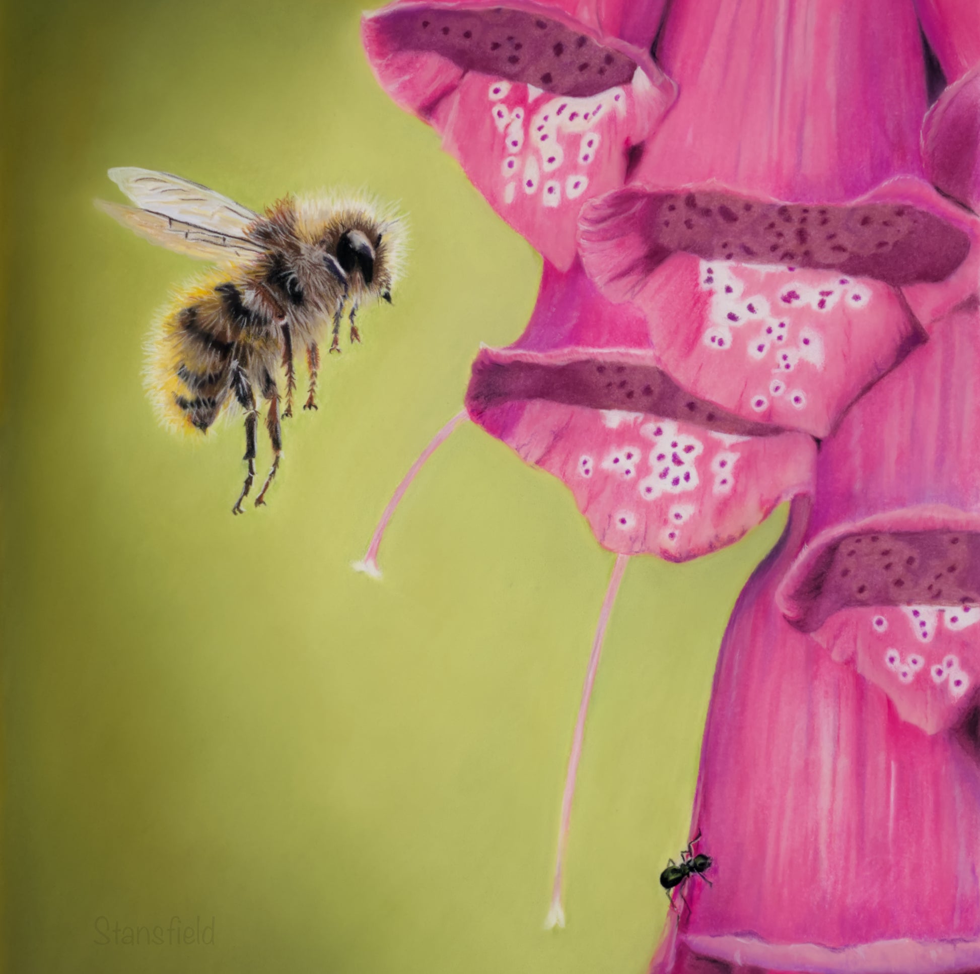 Bees interacting with pink flowers on a green background