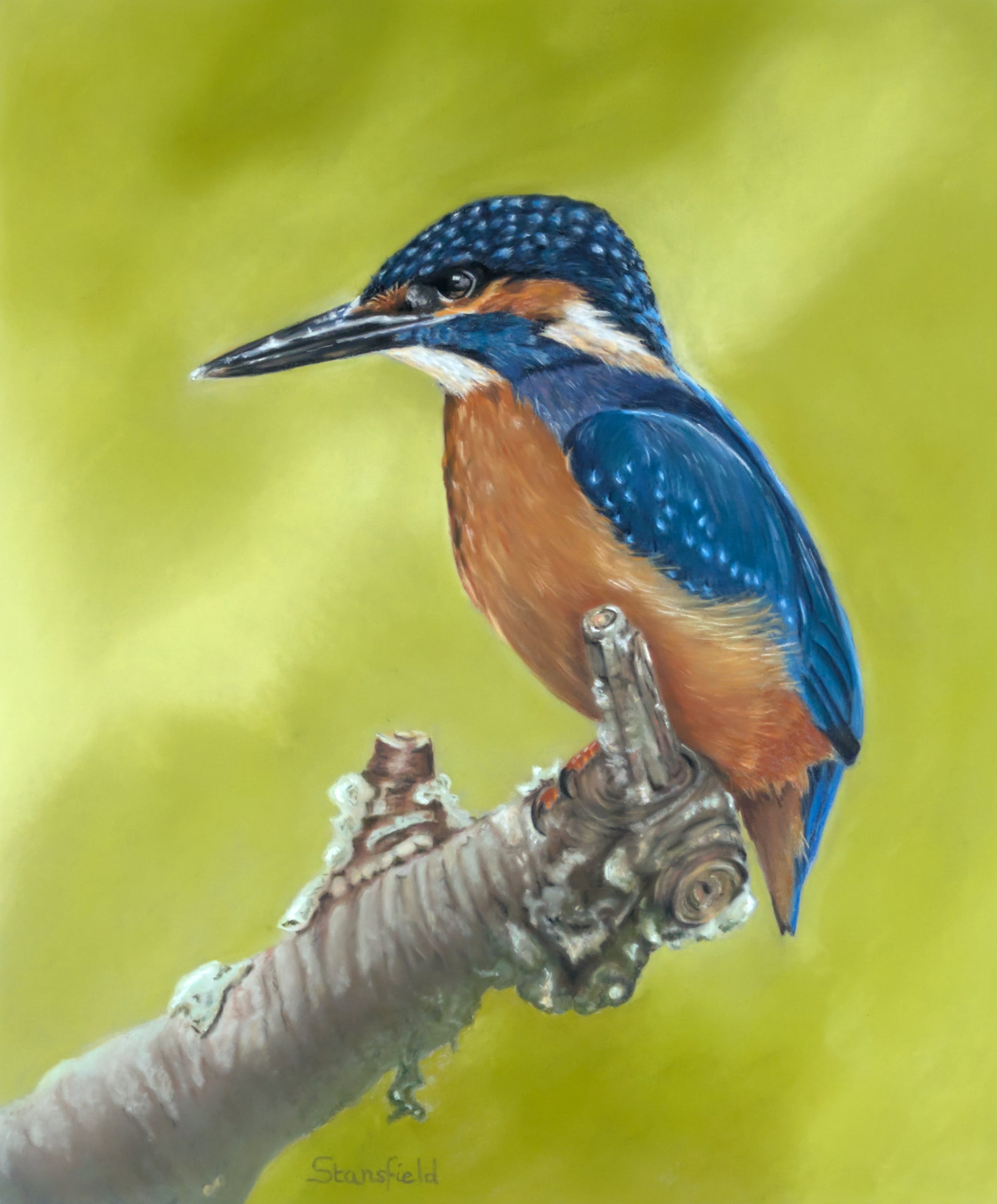 Colourful kingfisher perched on a branch with a yellow background