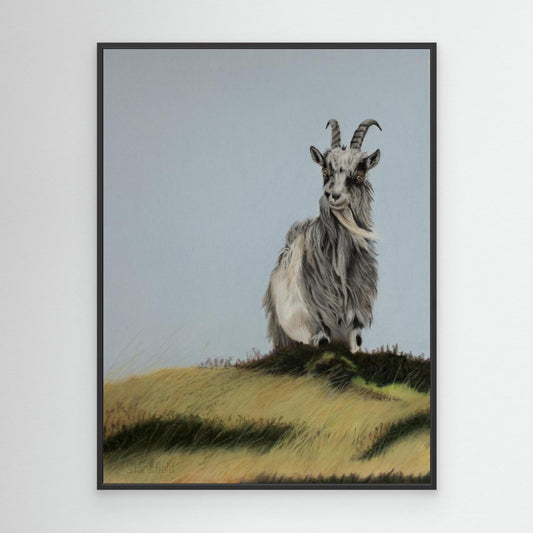 Wild Scottish goat on a large framed canvas print