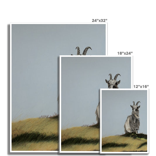 three sizes of open edition prints of a wild Scottish goat on moorland