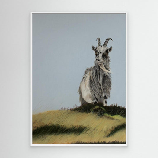 Scottish goat on a windy hill
