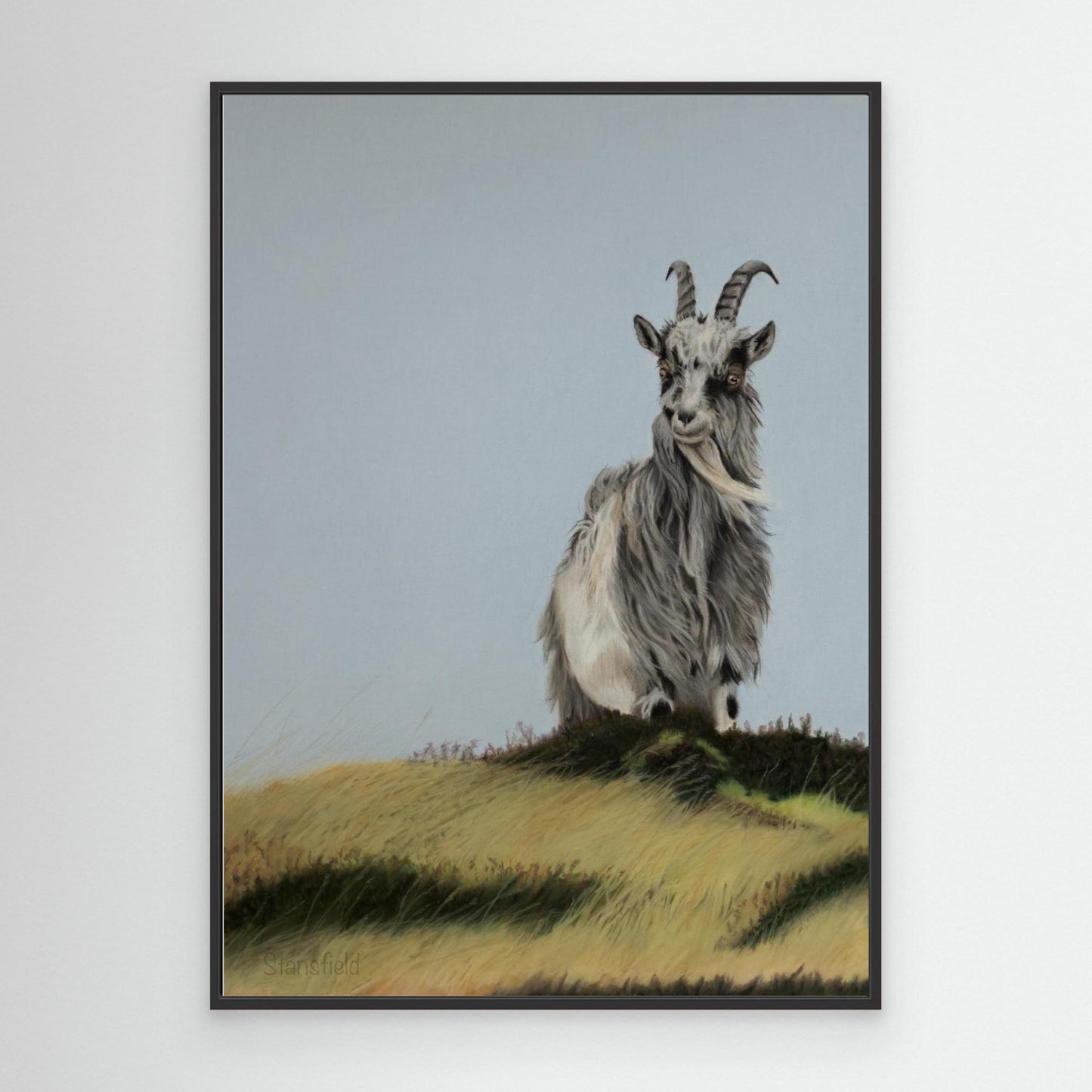 Scottish wild goat on a hill