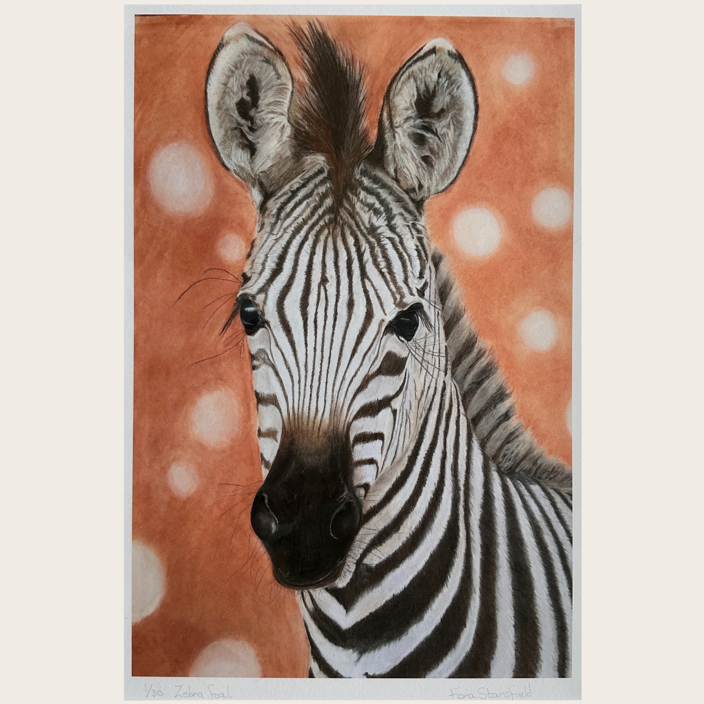 A limited edition print of a curious zebra foal, based on an original pastel painting by Fiona Stansfield.