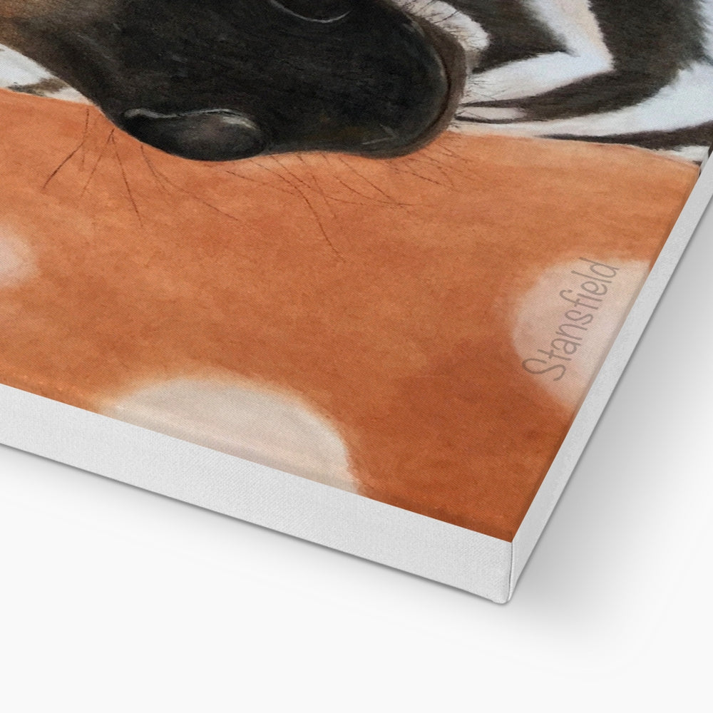 Zebra foal: a stretched canvas print of a curious equid