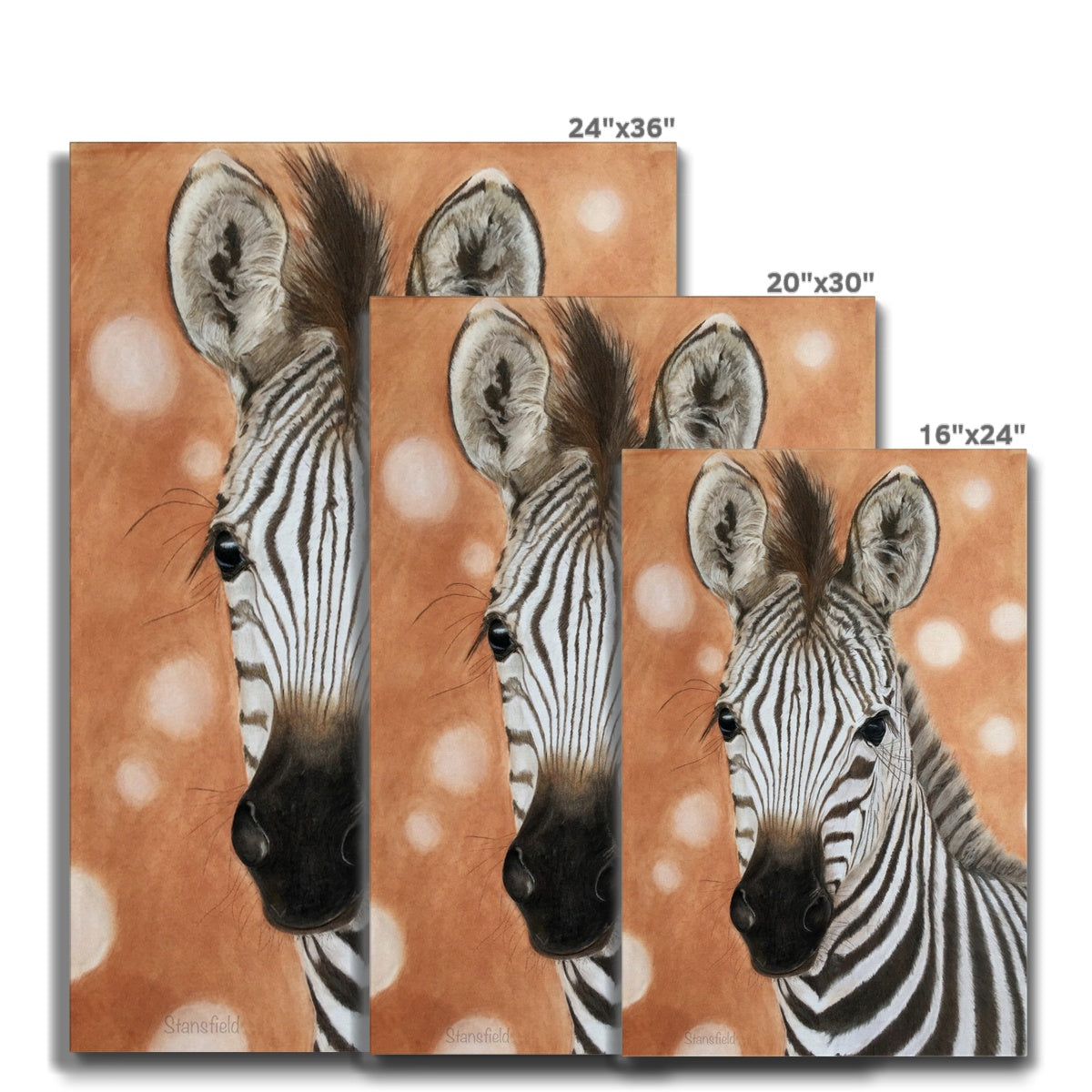Zebra foal: a stretched canvas print of a curious equid