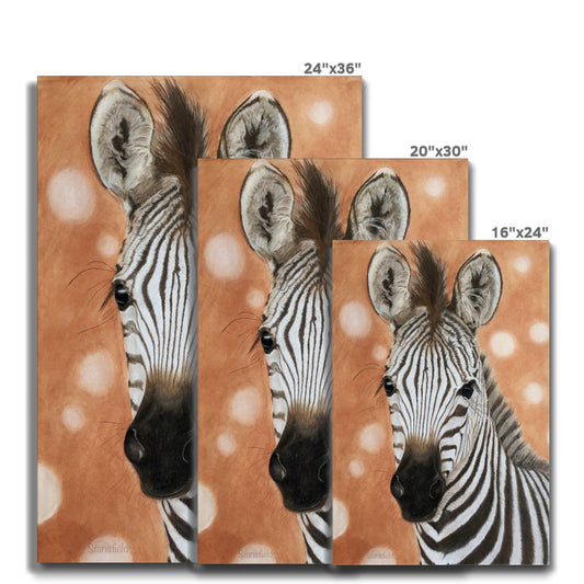 Zebra foal: a stretched canvas print of a curious equid