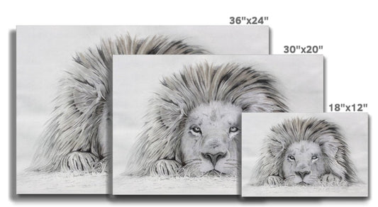 Lion - I see you: a stretched canvas print of a lazy lion painting