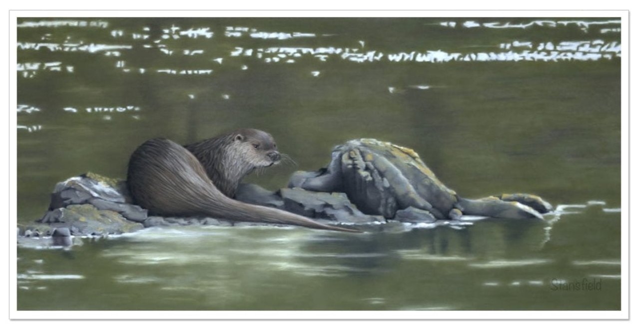 An open edition print of an otter resting while fishing off rocks in western Scotland. Based on the original pastel painting by Fiona Stansfield Fine Art.