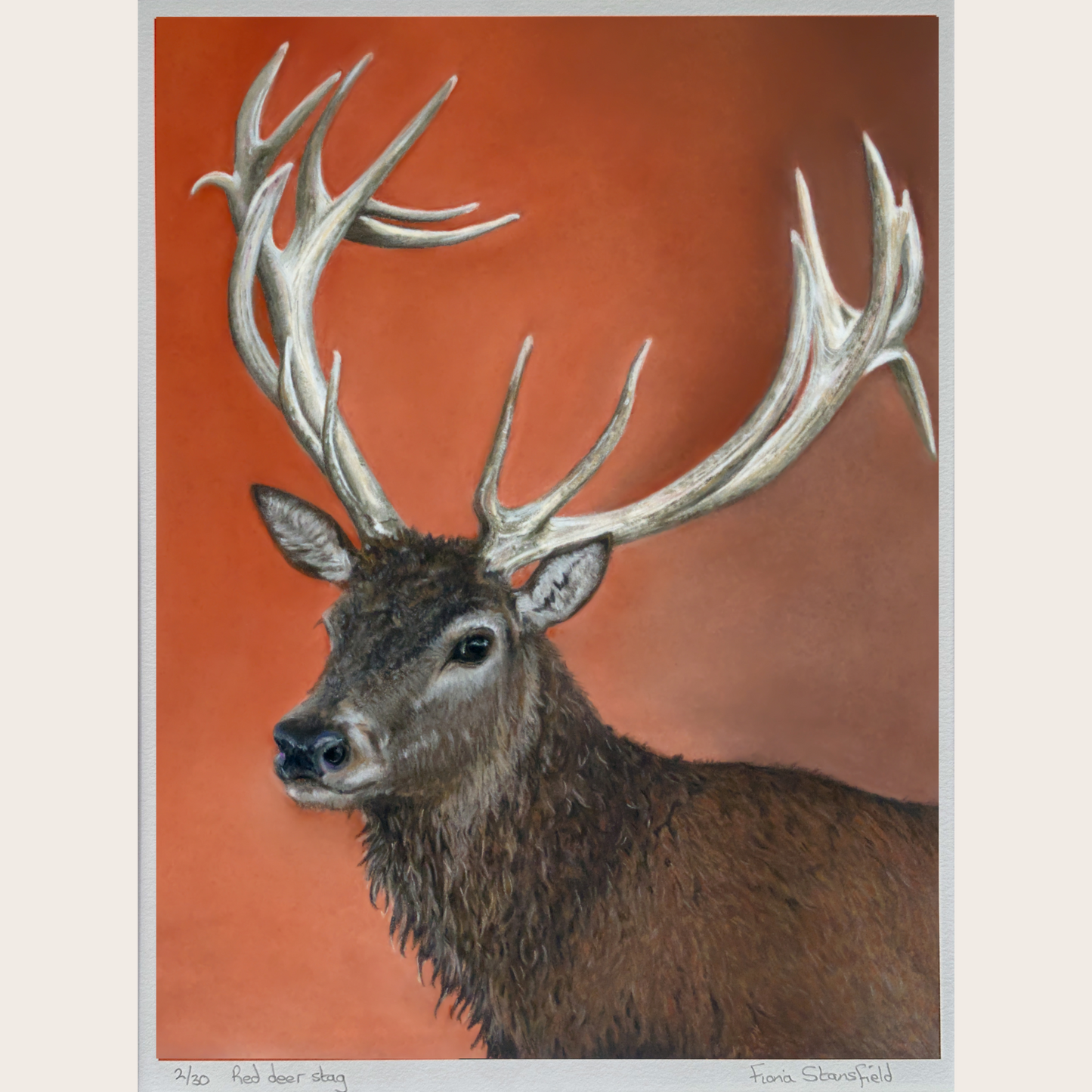 A limited edition print of a majestic red deer stag with antlers in an original pastel painting by Fiona Stansfield Fine Art
