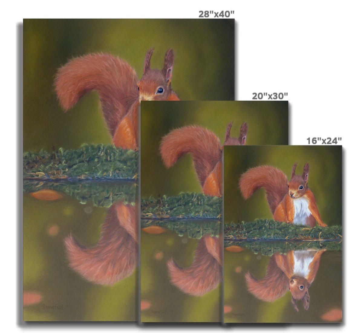 Three sizes of a red squirrel finely reflected on a stretched canvas print.