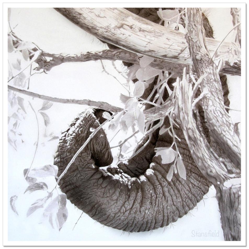 An open edition print of an elephant's trunk delicately selecting small twigs to eat. Based on the original pastel painting by Fiona Stansfield Fine Art.