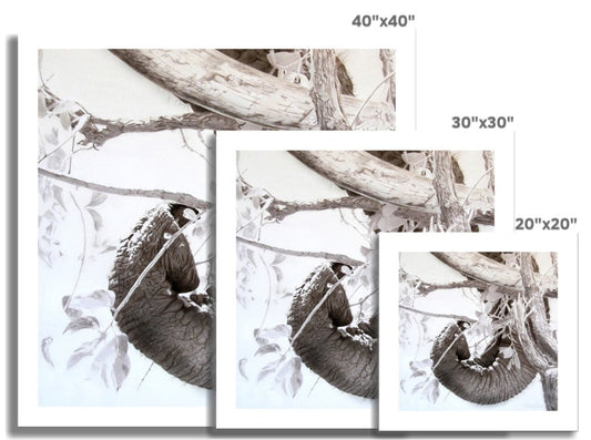 Elephant tusk, trunk, tree: a rolled canvas print of elephant dexterity